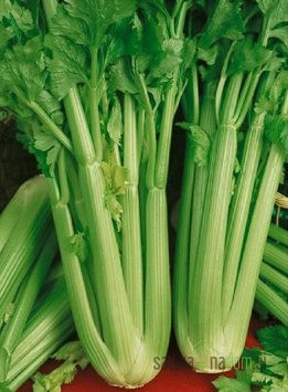 Dišavnica Zelena listna