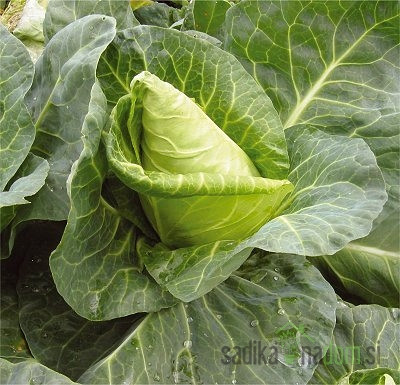 Zelje koničasto Cape Horn / Point One