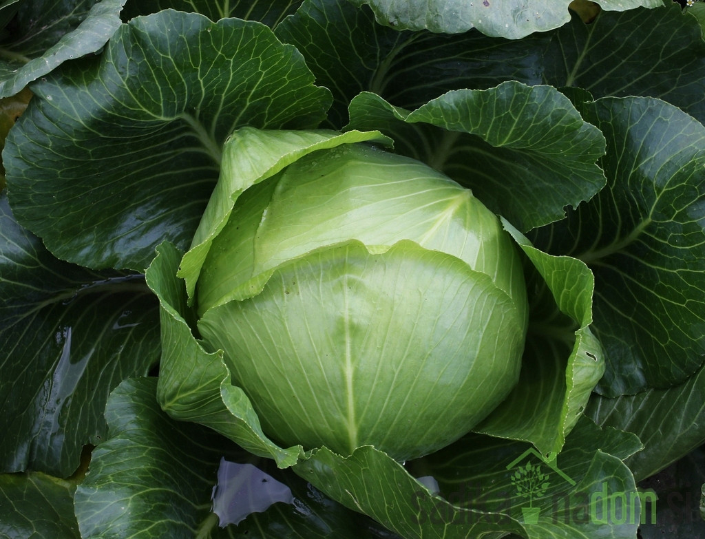 Seme Zelje Ljubljansko A69