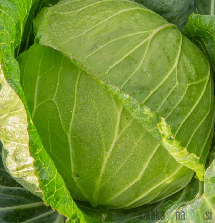 Seme zelje Mercado de Copenhague 2 A35