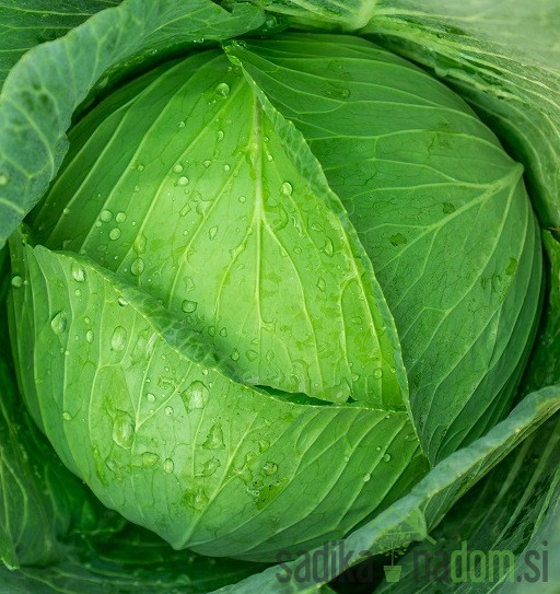 Seme zelje Nanoško A63