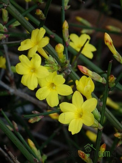 Zimski jasmin (Jasminum Nudiflorum)