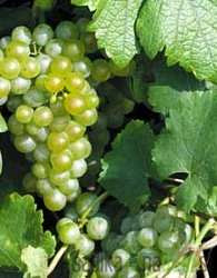 Trta Sorta Odporno - NAJHITREJŠE RASTI -  ZA PERGOLE in BRAJDE