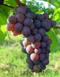 Trta Sivi pinot
