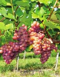 Trta Traminec dišeči