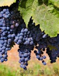 Trta Merlot