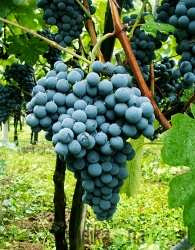 Trta Žametna črnina