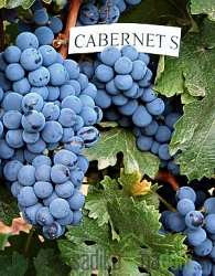 Trta Cabernet Sauvignon