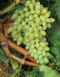 Trta Sultanina - brez pešk