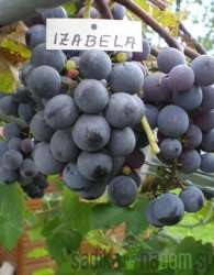 Trta Rdeča izabela