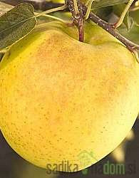Jablana Goldrush