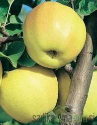 Jablana Zlati delišes (Golden delicious)