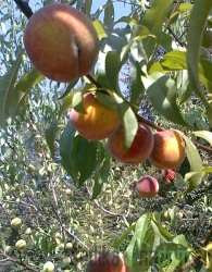 Breskev Vinogradniška - SPLOŠNO ODPORNEJŠA OD DRUGIH SORT