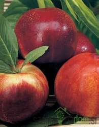 Nektarina Stark red gold