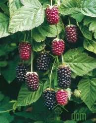 Boysenberry