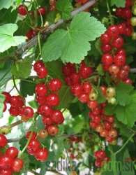 Ribez rdeči Junifer