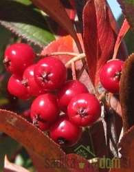 Aronija Brilliant - rdeči plodovi, manj trpka
