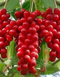 Šisandra / Schisandra