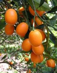 Kumkvat / Kumquat