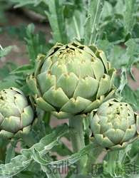 Artičoka