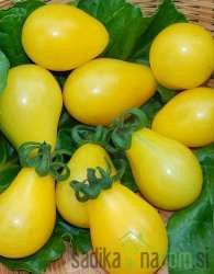 Paradižnik Yellow Pear/ Yellow shaped - ČEŠNJEVEC