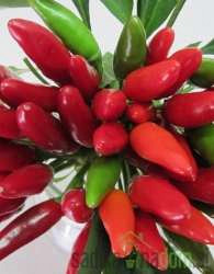 Feferon čili A Mazzetti (kajenski poper)