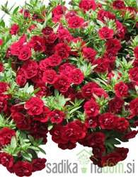 Polnjeni milijon zvončki (Calibrachoa Double Ruby)