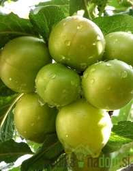 Sliva ringlo / Rumeni (RINGLO)