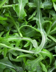 Seme Rukola (Etruca sativa) A1070