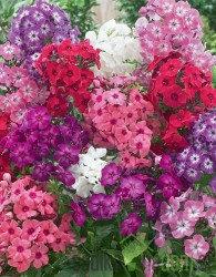 Seme Plamenka - mešanica (Phlox drumondii) A4710
