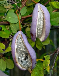 Akebija / Akebia Quinata