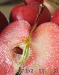 Jablana Amaty/ Malus Polpa rossa - RDEČEMESNATA