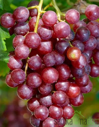 Trta Apirena Rossa - BREZ PEŠK