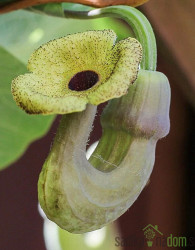 Velikolistni podraščenec/ Nizozemska pipa (aristolochia macrophylla)
