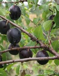 Aprisali