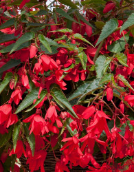 Ognjena begonija (begonia boliviensis)