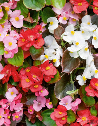 Begonija (Begonia semperflorens)