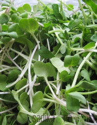 Seme BIO Kalčki Redkev Daikon