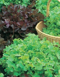 Seme BIO Solata Salad Bowl pisana mešanica A403