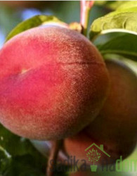 Breskev Maria Delizia