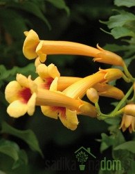 Jasminova troblja Judy (Campsis Radicans)
