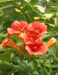 Jasminova troblja Ursynow (Campsis Radicans)