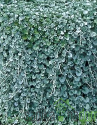 Dihondra (Dichondra repens)