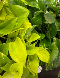 Potos (Epipremnum Pinnatum) 