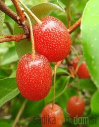 Kobulasta oljčica Pointilla (Eleganus umbellata)