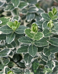 Plazeča trdoleska Emerald Gaiety (Euonymus fortunei)