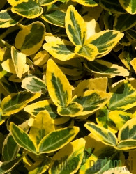 Plazeča trdoleska Emerald Gold (Euonymus fortunei)