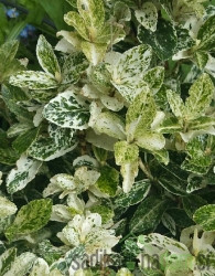 Plazeča trdoleska Harlequin (Euonymus fortunei)