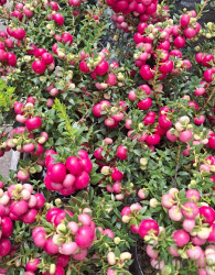 Pernecija/Gaulterija (gaultheria mucronata)