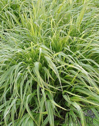 Okrasna japonska trava Albostriata (hakonechloa macra)